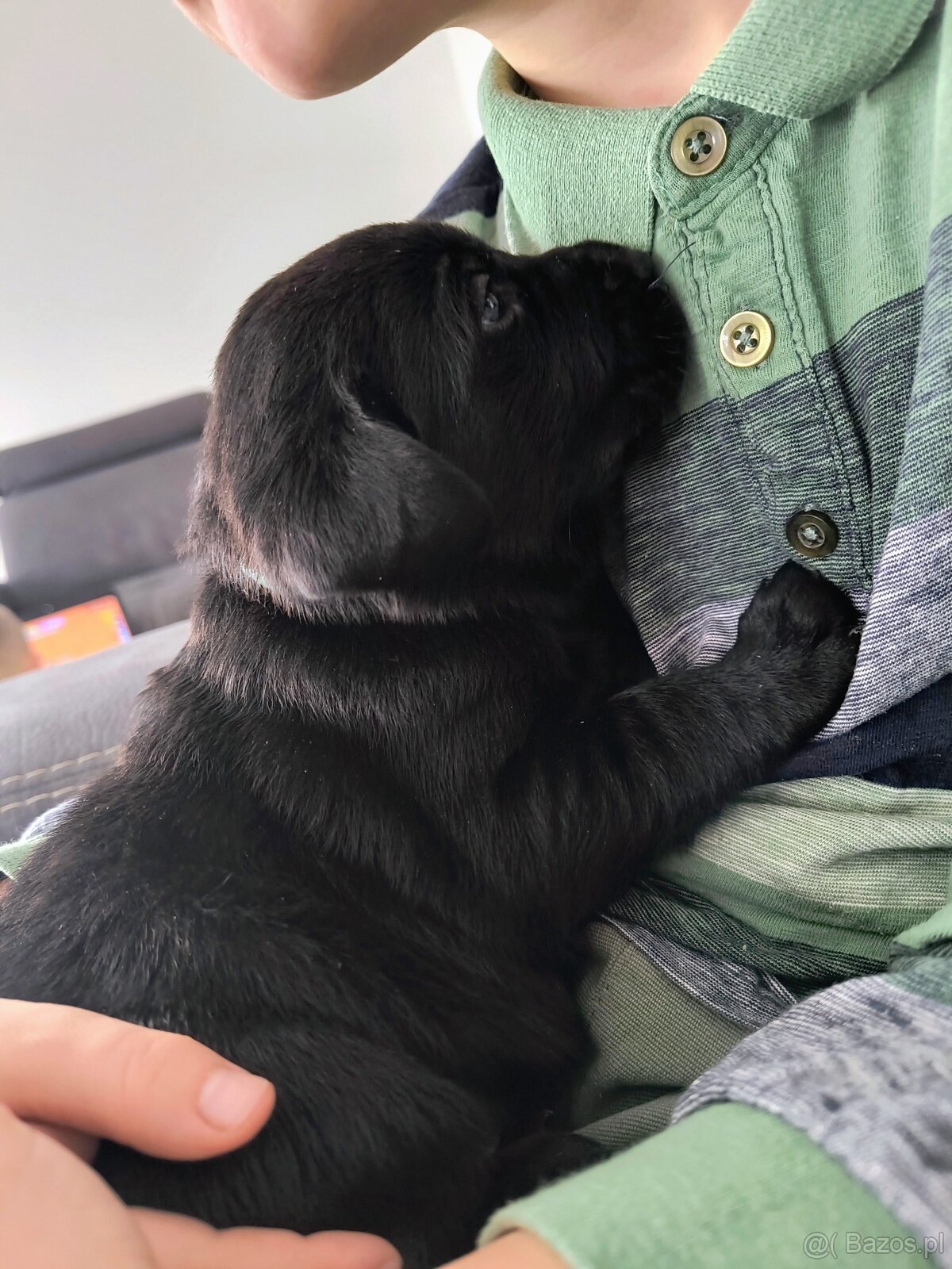 Labrador retriever - 5