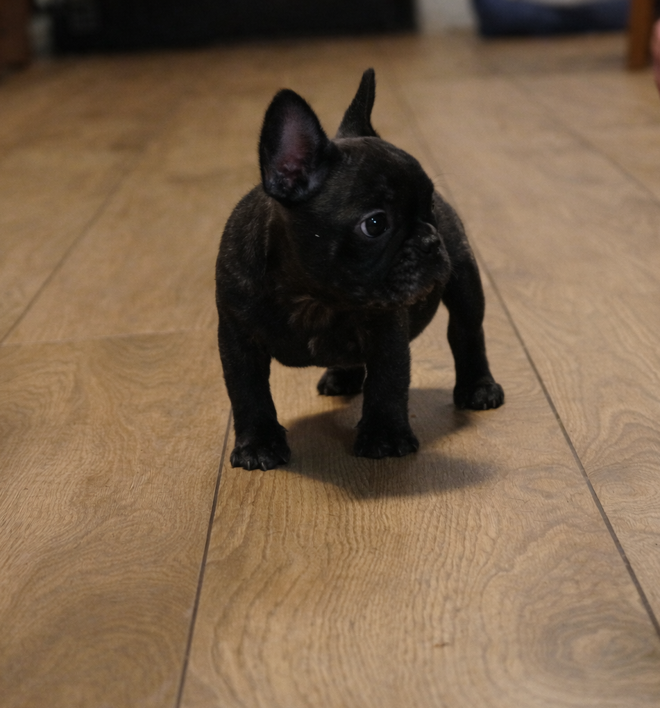 Buldog francuski chłopiec Dyzio pręgowany ciemny FCI - 5