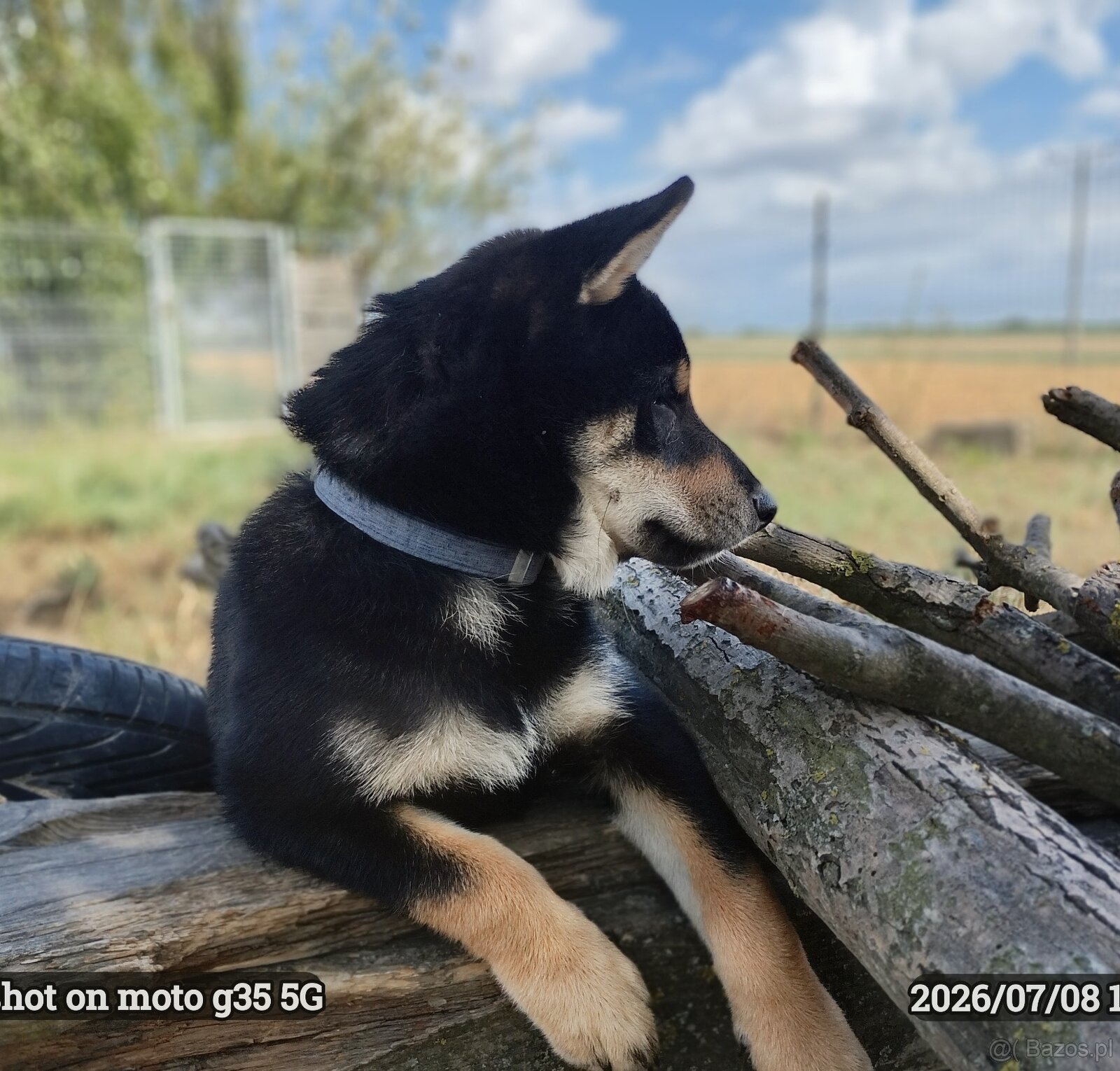 SHIBA INU czteromiesięczny szczeniaczek - 5