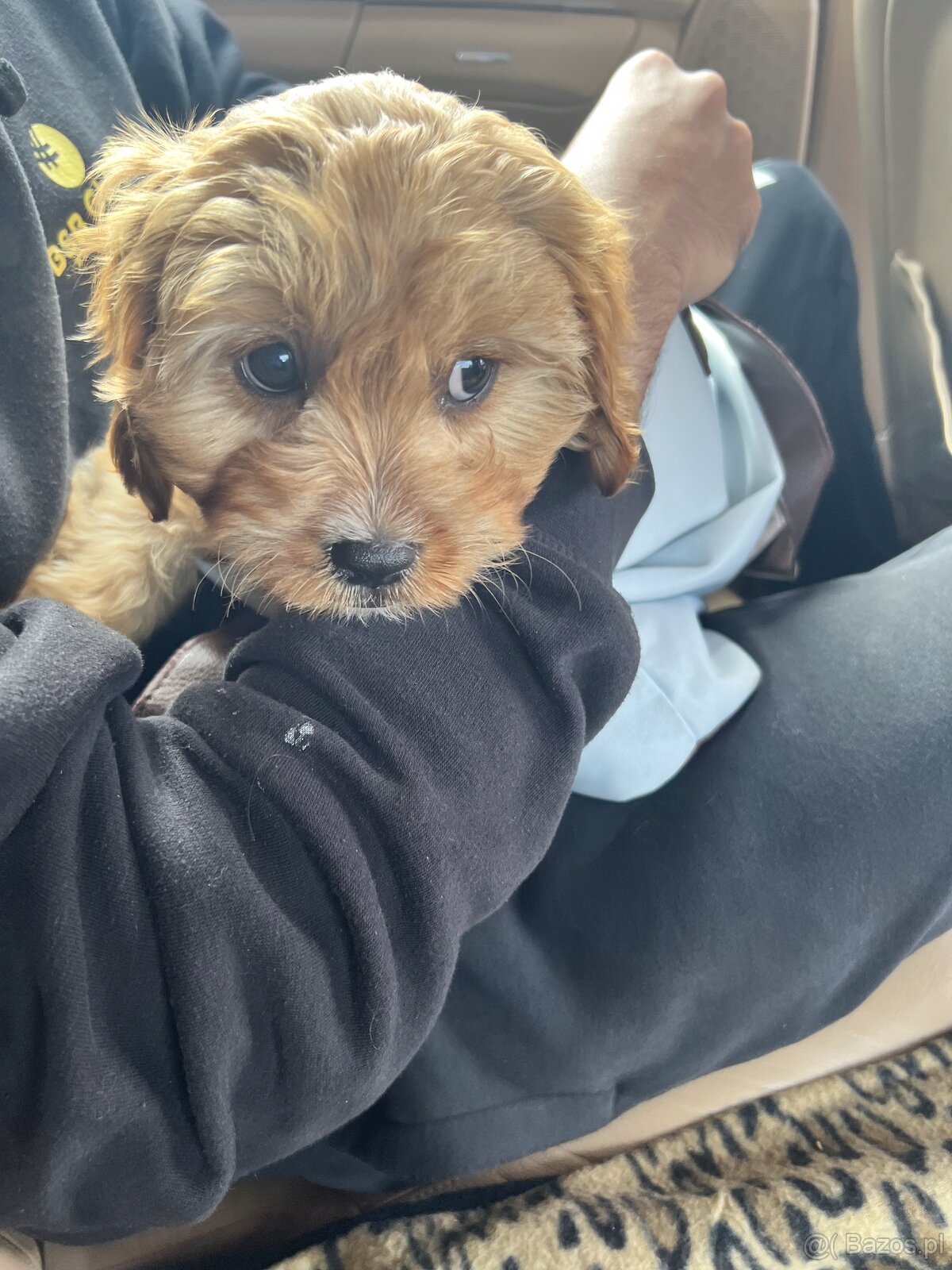 Cavapoo - cudowny, kochany piesek szuka domu ❤️ - 5