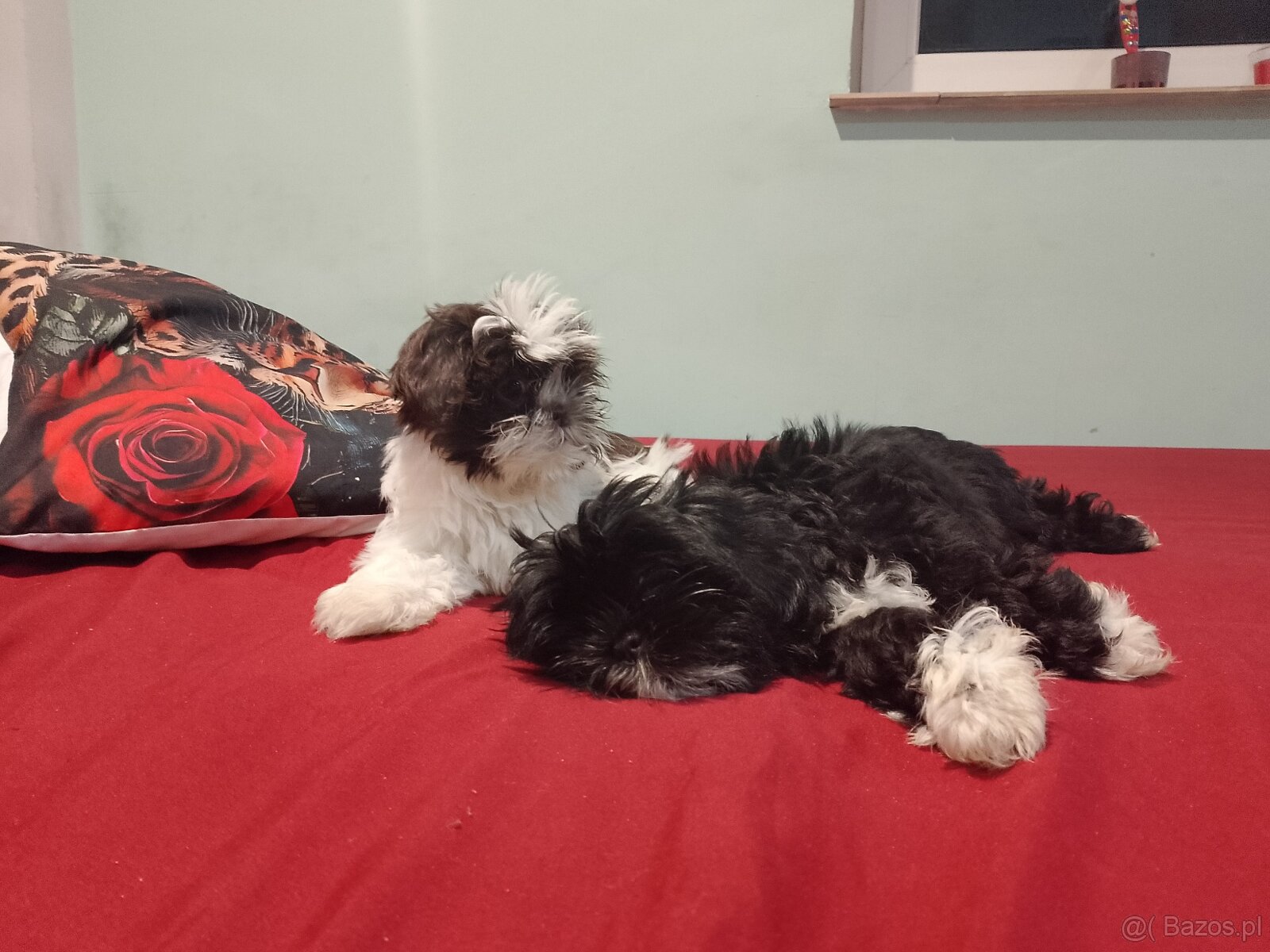Sprzedam psy rasy Shih Tzu - 5