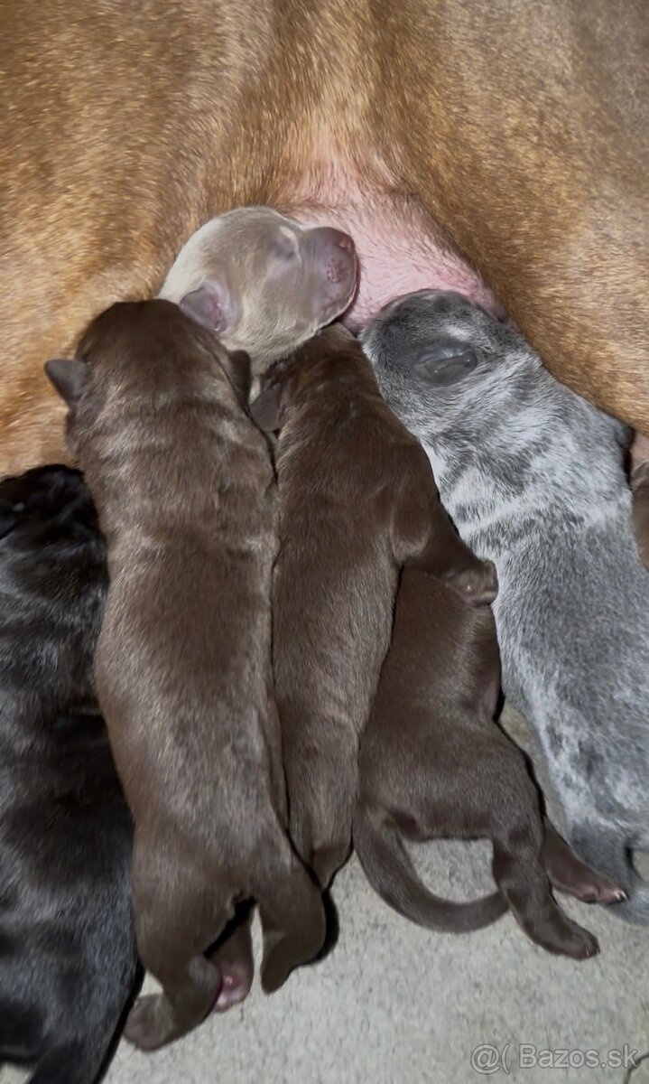 Szczeniaki Bandogi s rodokmenom VIP BANDOG KENNELS - 5