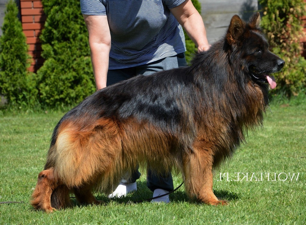 Owczarek niemiecki długowłosy ZKwP FCI - 5