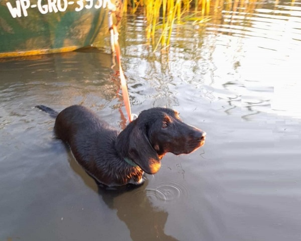 Reproduktor rasy GOŃCZY POLSKI tropiciel zaprasza suczki - 5