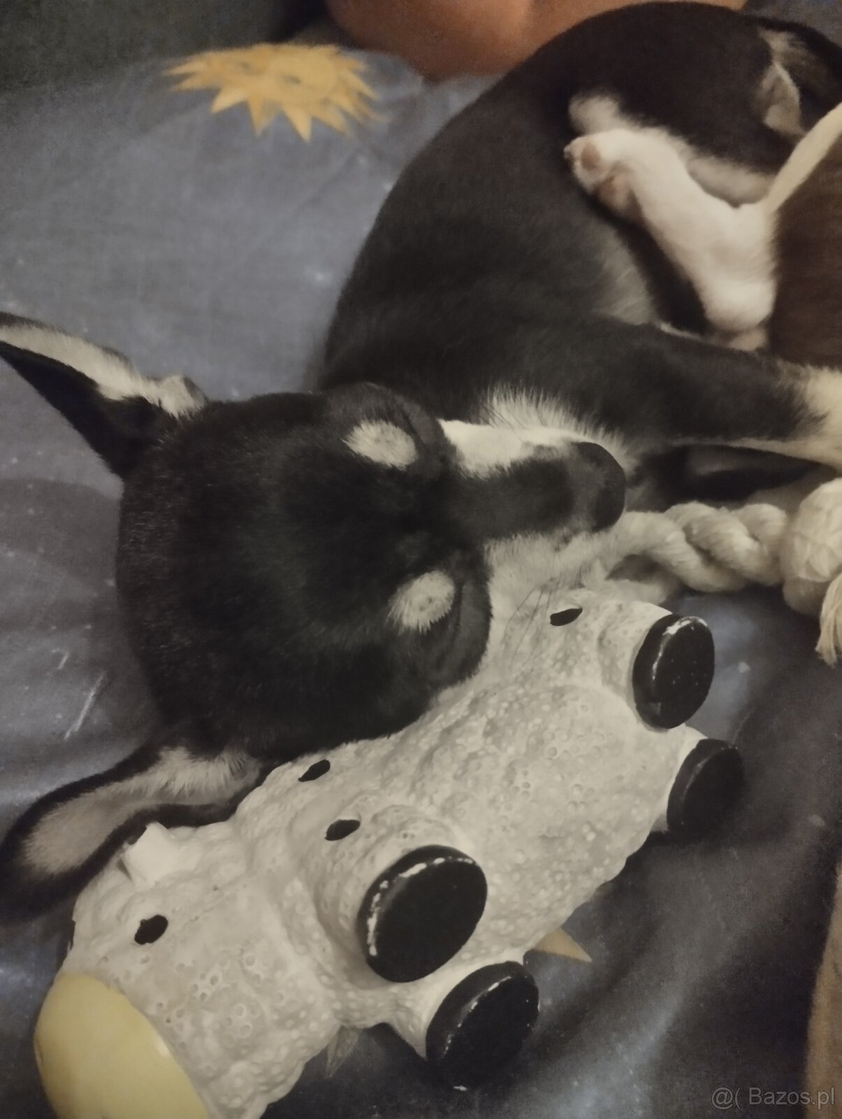 Chihuahua krótkowłosa - 5