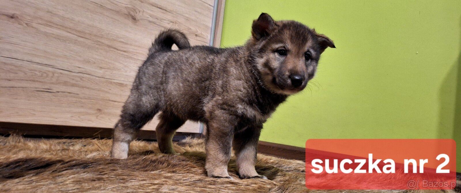 Szczeniaki Łajka zachodnio-syberyjska ZKwP FCI - 5