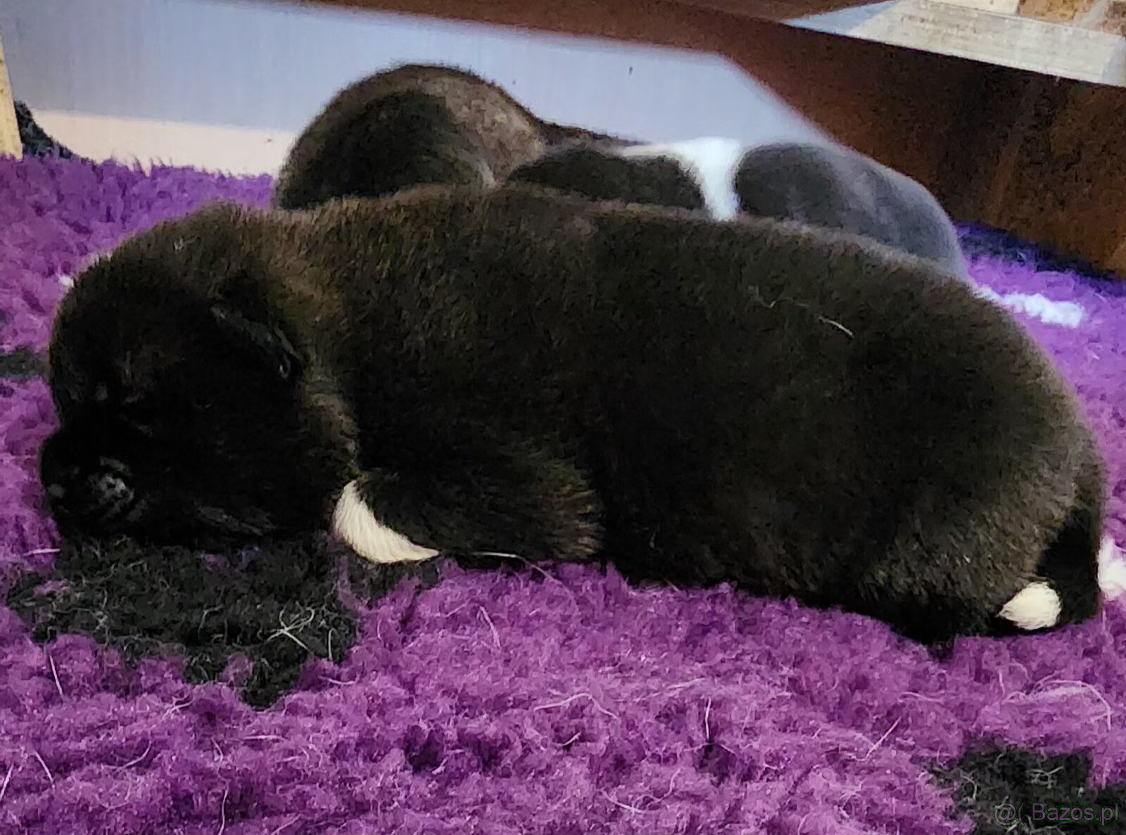 Amerikan Akita - excellent puppies - 5