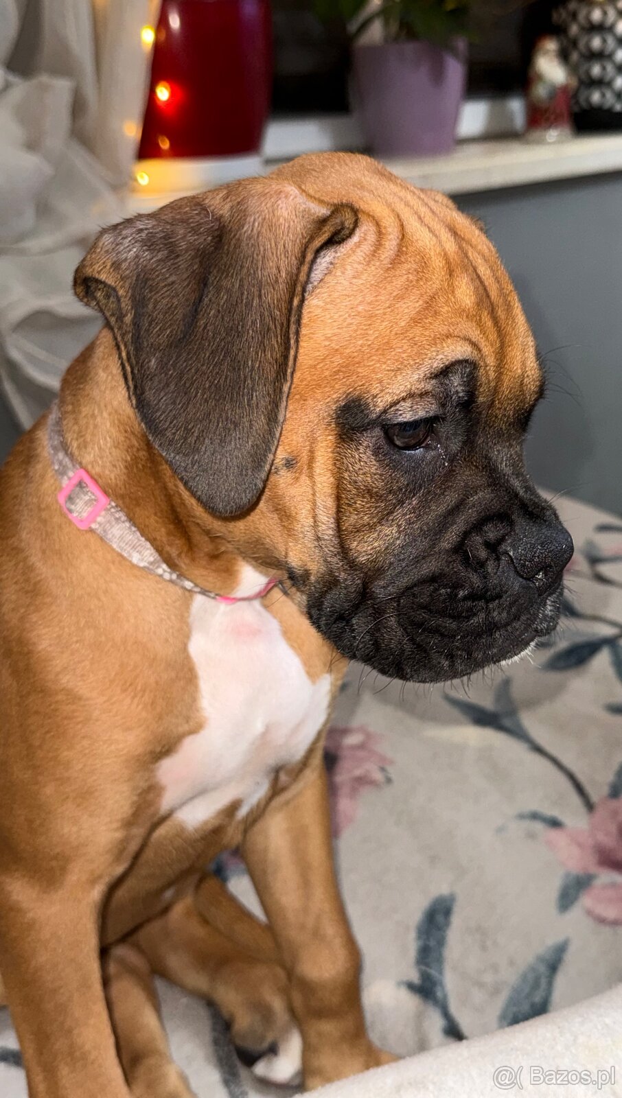 Bokser szczeniaki - 5