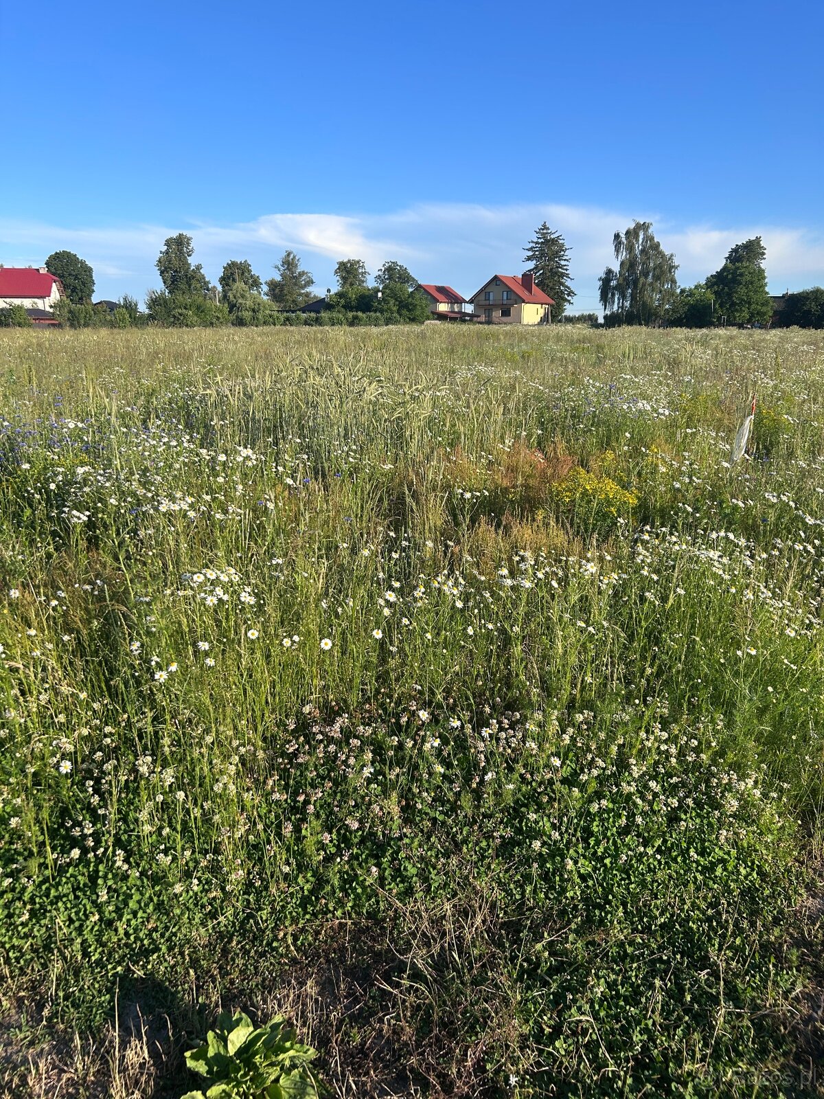 Sprzedam Działki budowlane Mława - 5