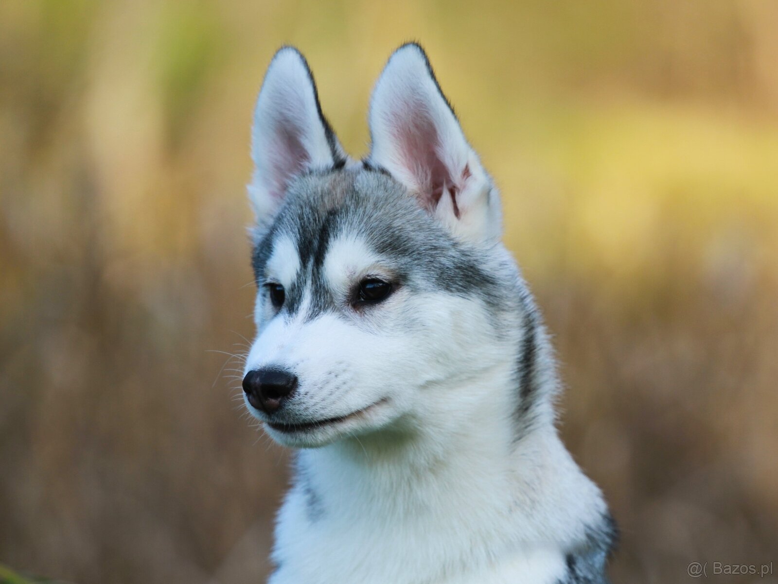 Siberian Husky ZKwP - 5