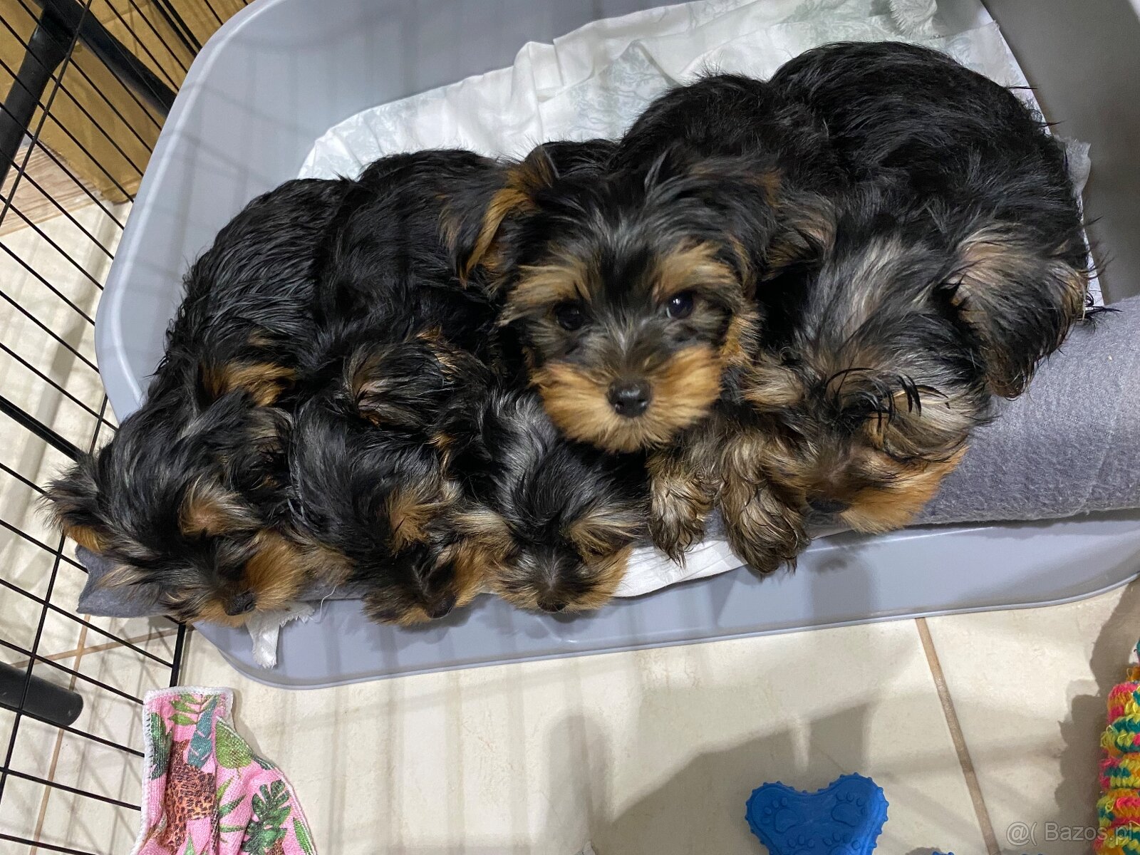 Yorkshire Terrier - 5