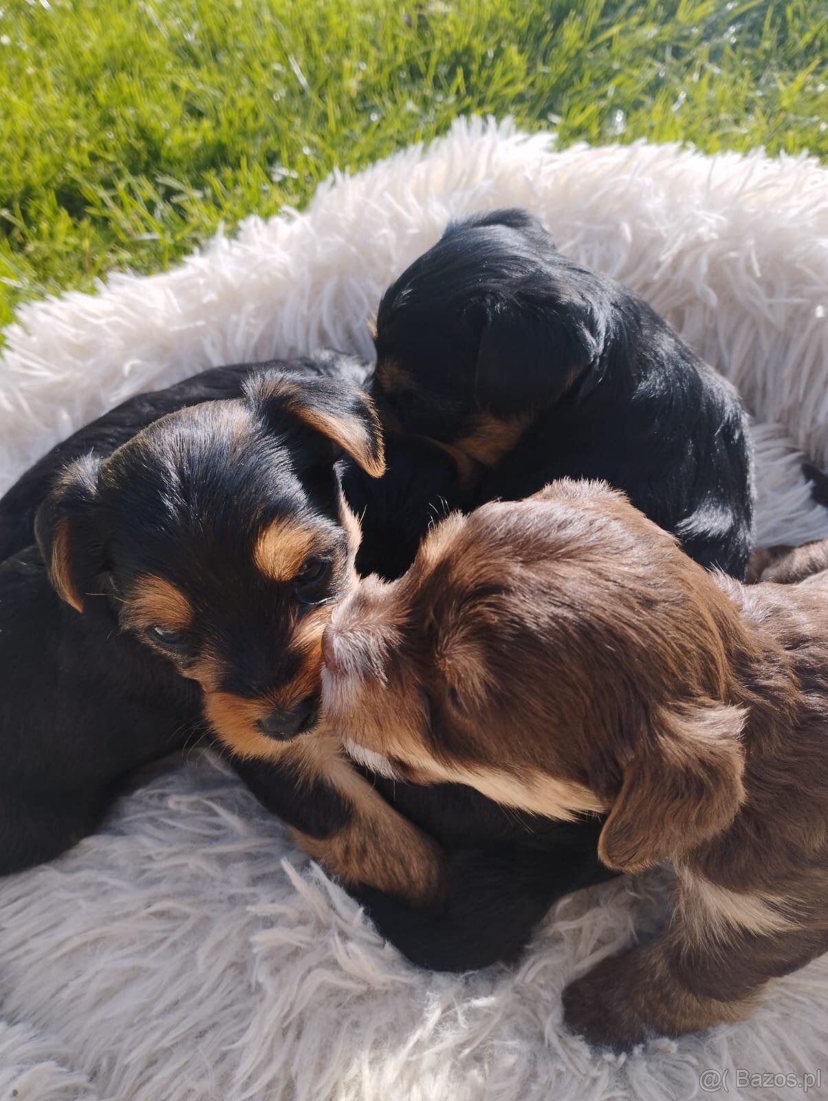 Predám Yorkshire teriér zlatý (gold) - 5