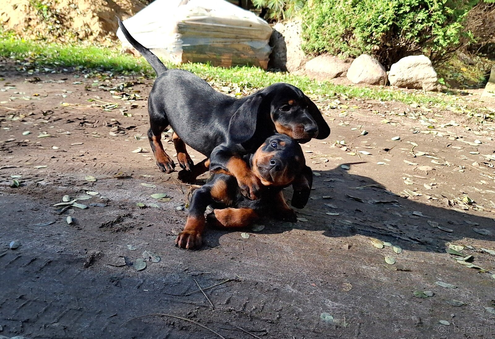 Gończy Słowacki KOPOV ZKwP FCI - 5