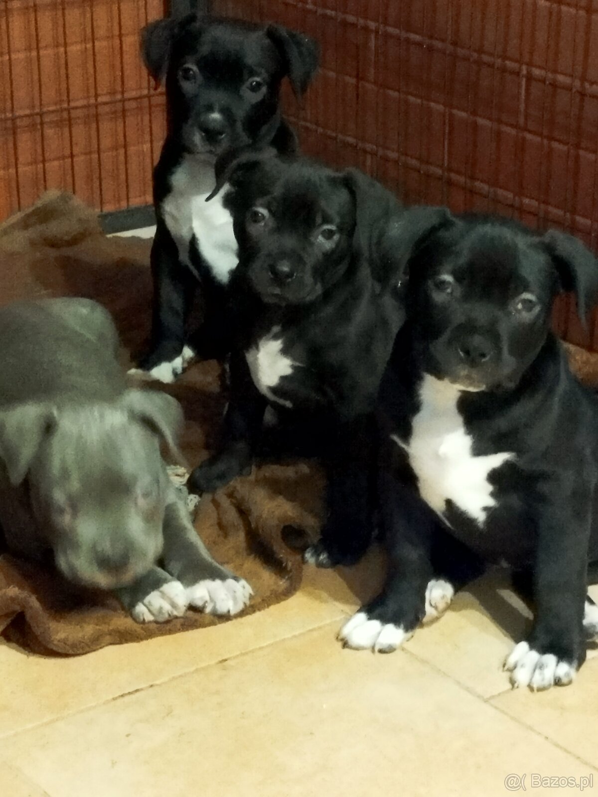 Amerykan buli xl - 5