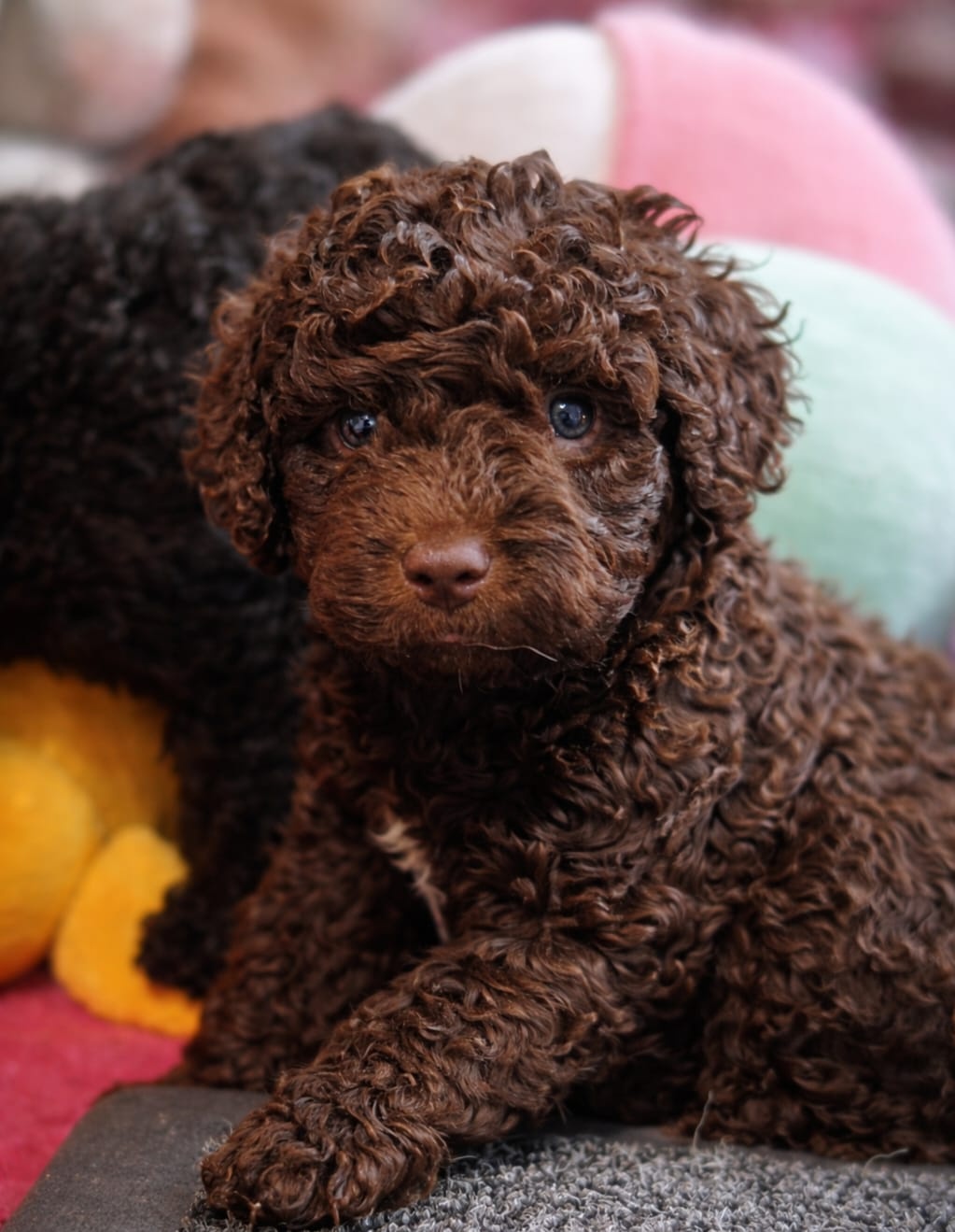 (Spanish Water Dog) Hiszpański pies dowodny szczeniaki - 5