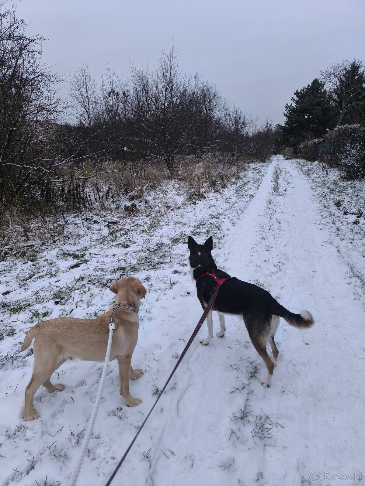 Labrador retriever - 5