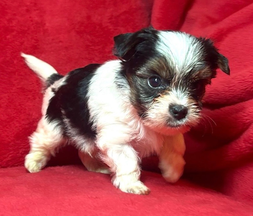 Biewer Yorkshire Terrier - 5