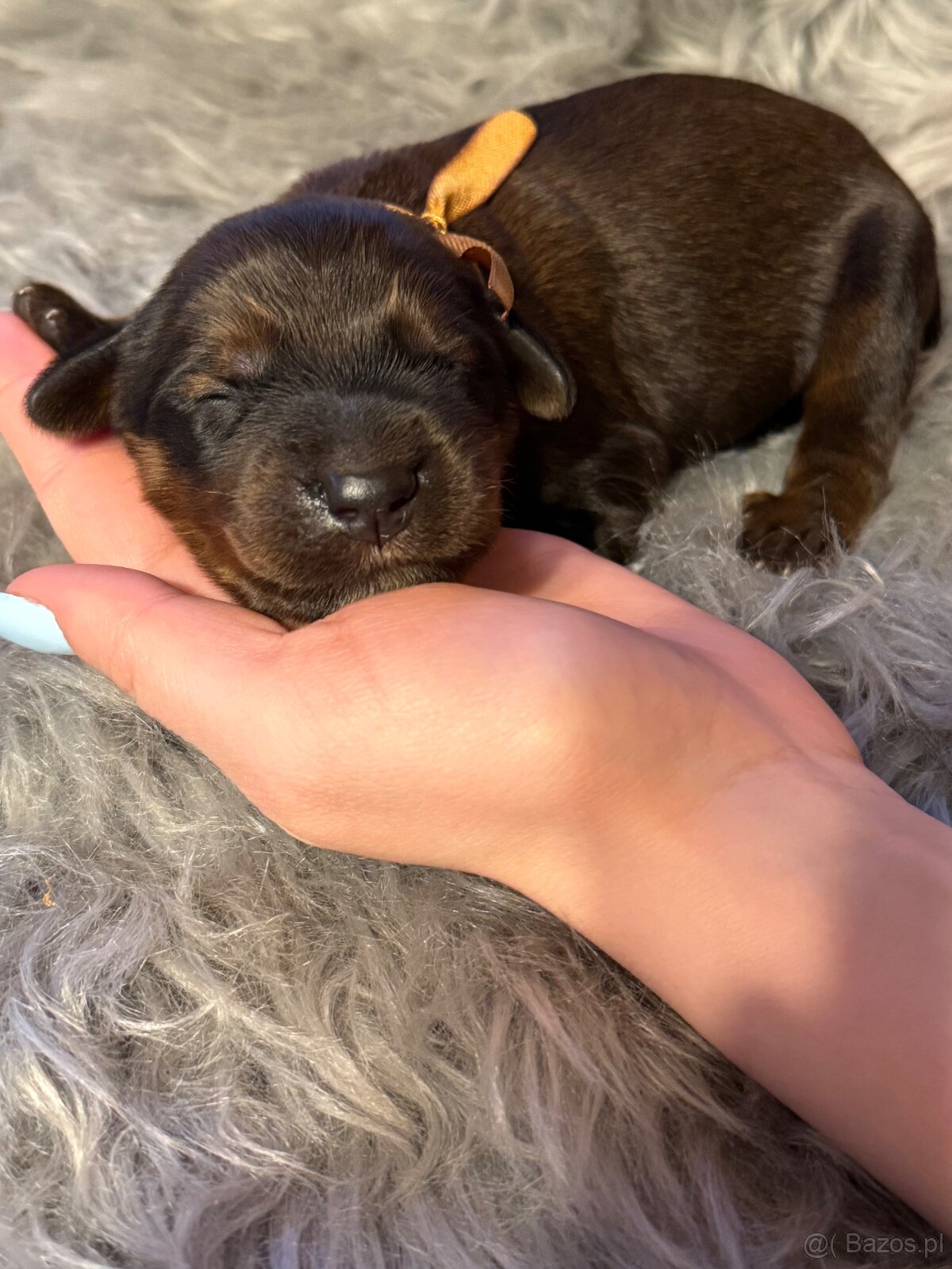 Owczarek Francuski Briard - 5