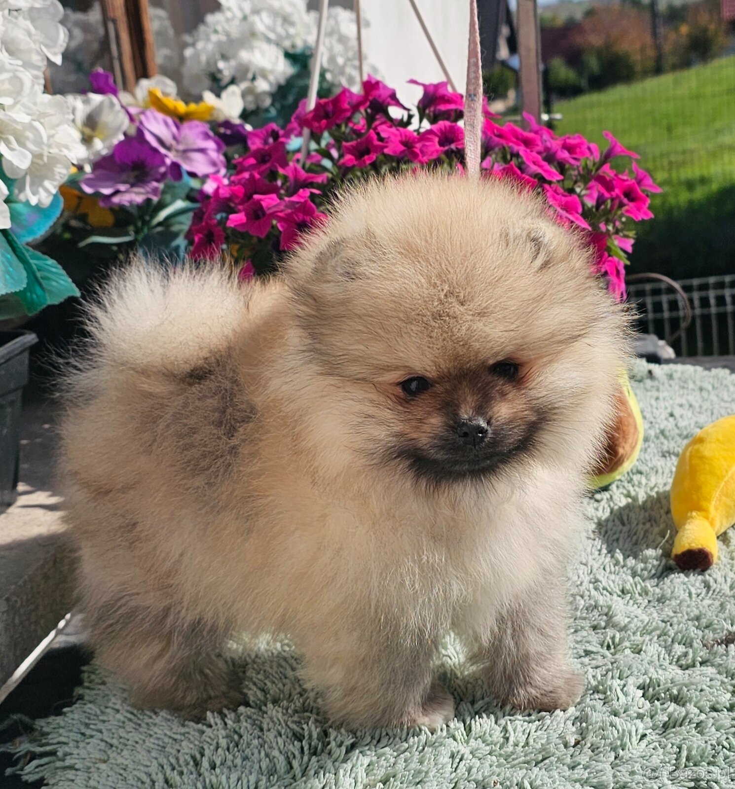 Szpic Miniaturowy Pomeranian - 5