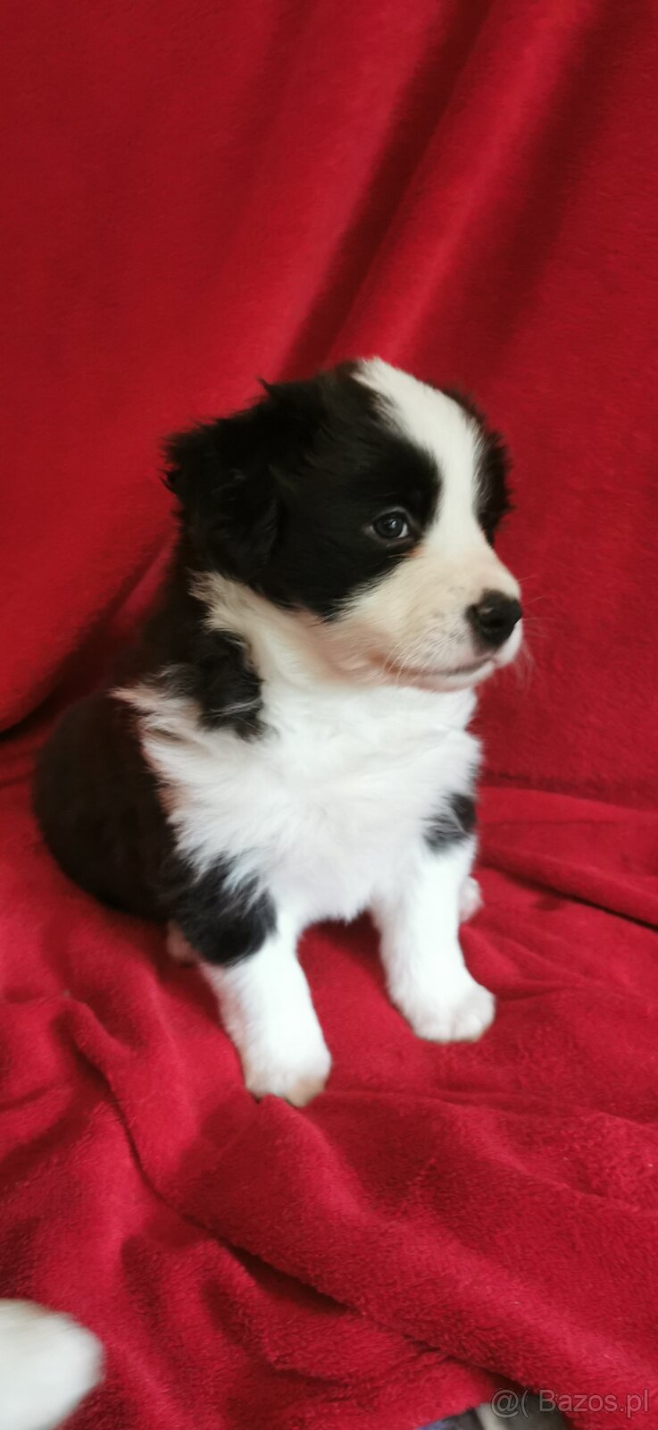 Border Collie FCI /ZKwP - 5