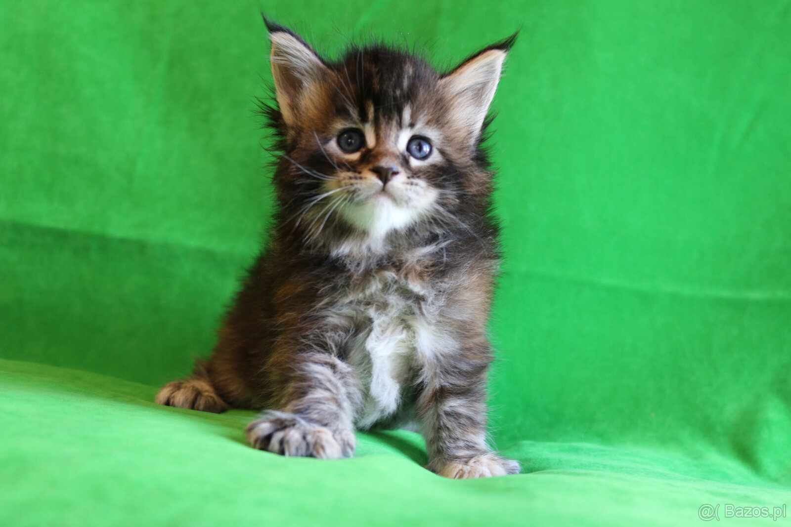 Kociaczki maine coon - 5