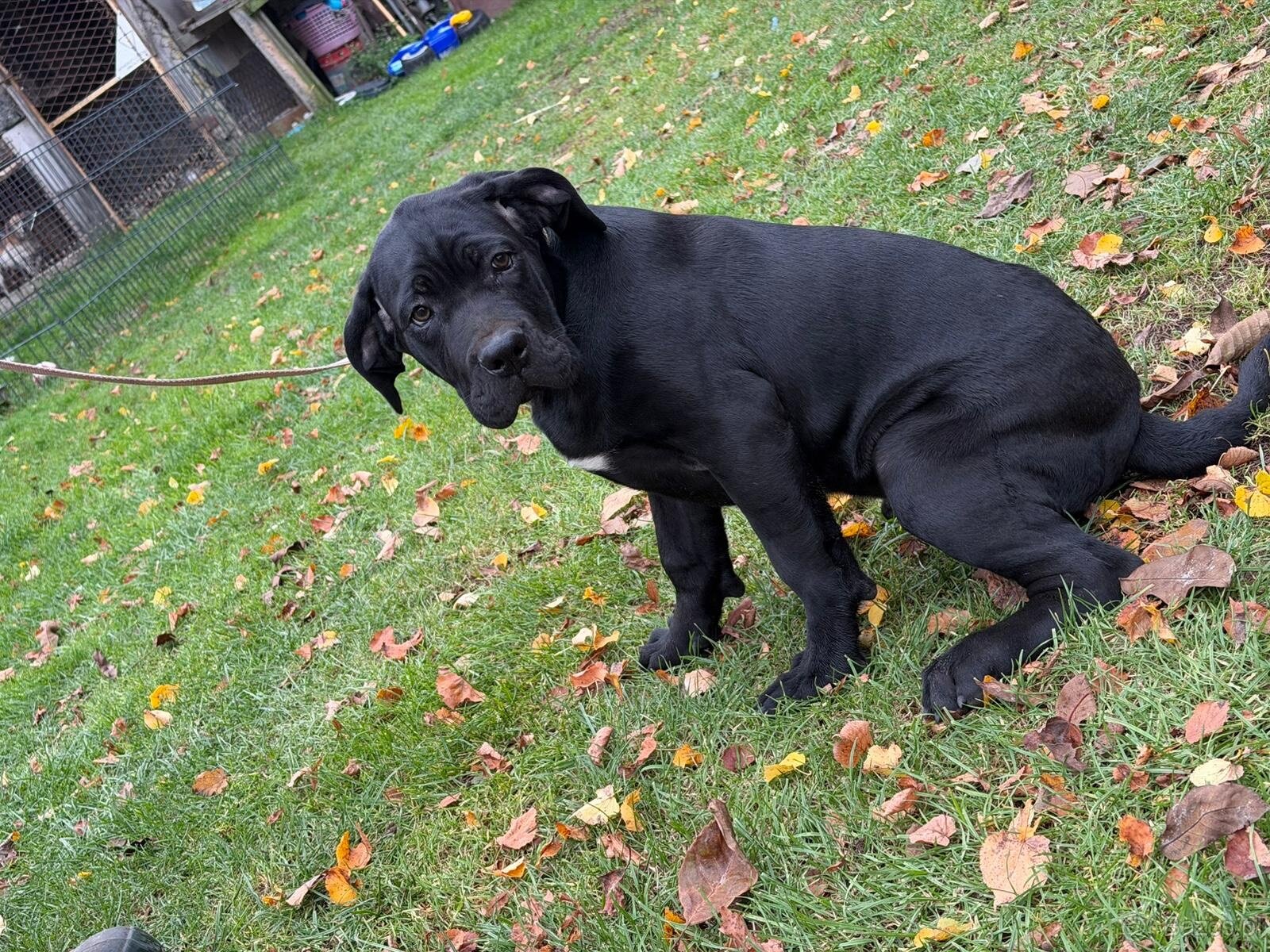 Cane corso - 5