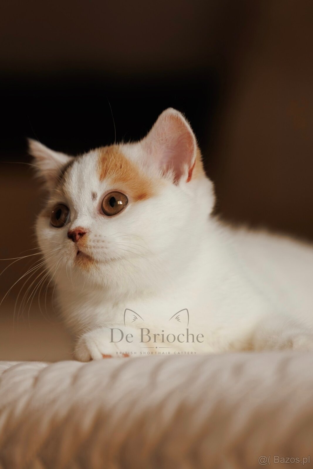 British Shorthair • koteczek Chocolate Tortie Harlequin - 5