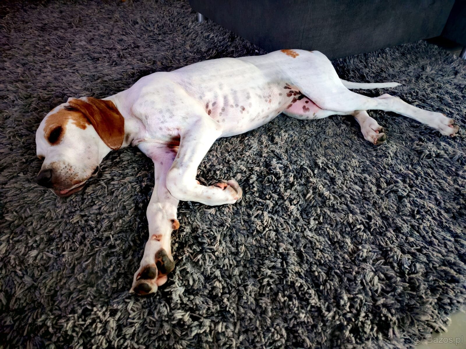 suczka rasy wyżeł angielski (english pointer) - 5