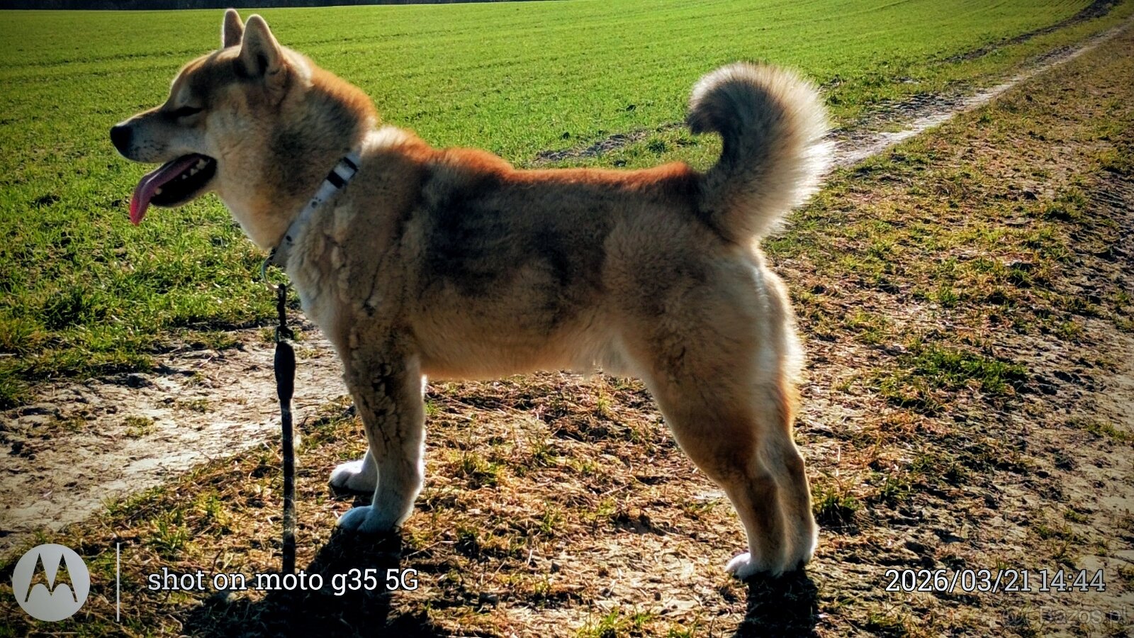 Shiba Inu - najstarszy w miocie czerwony piesek - 5