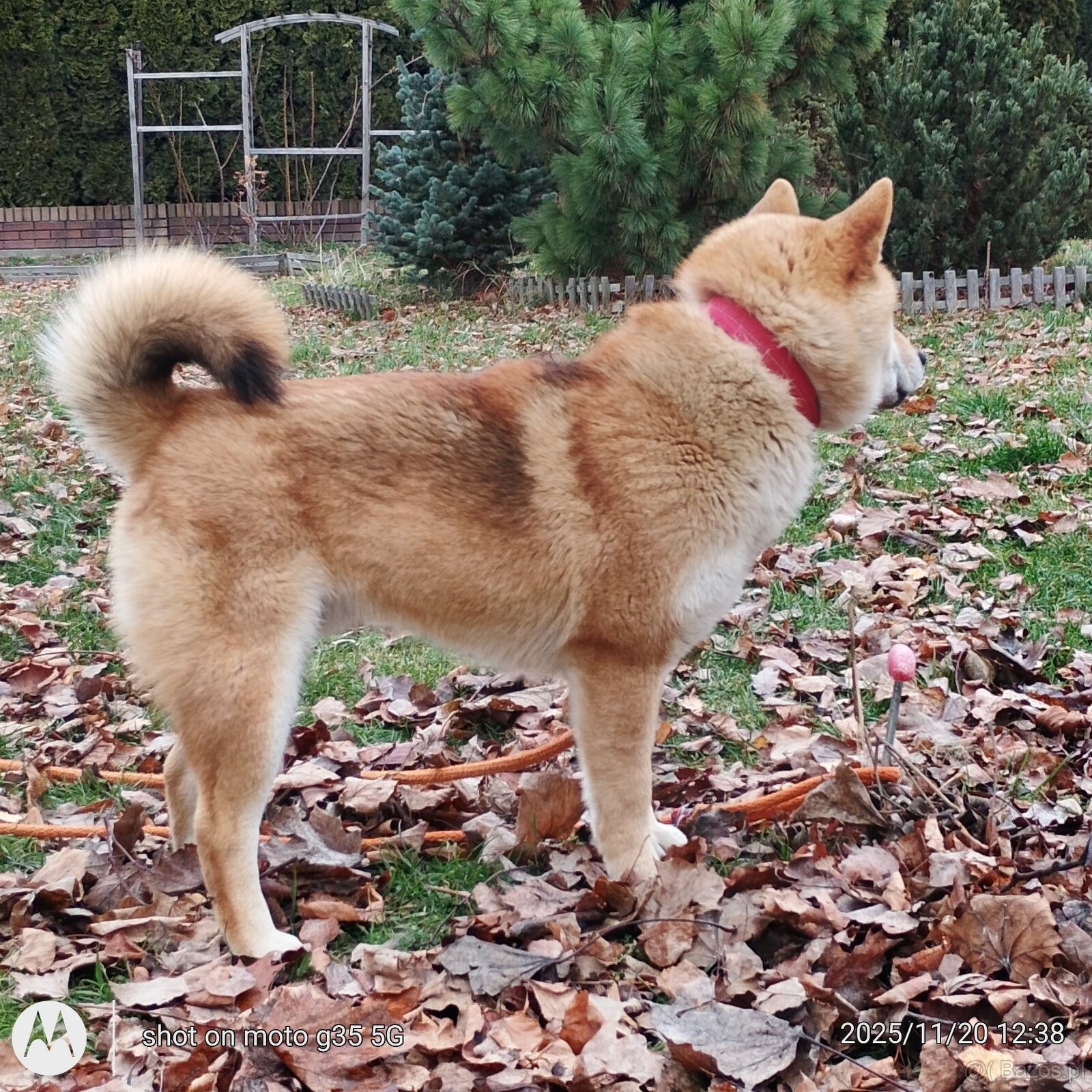 Shiba Inu, czerwony piesek mocno czernią przyprószony - 5