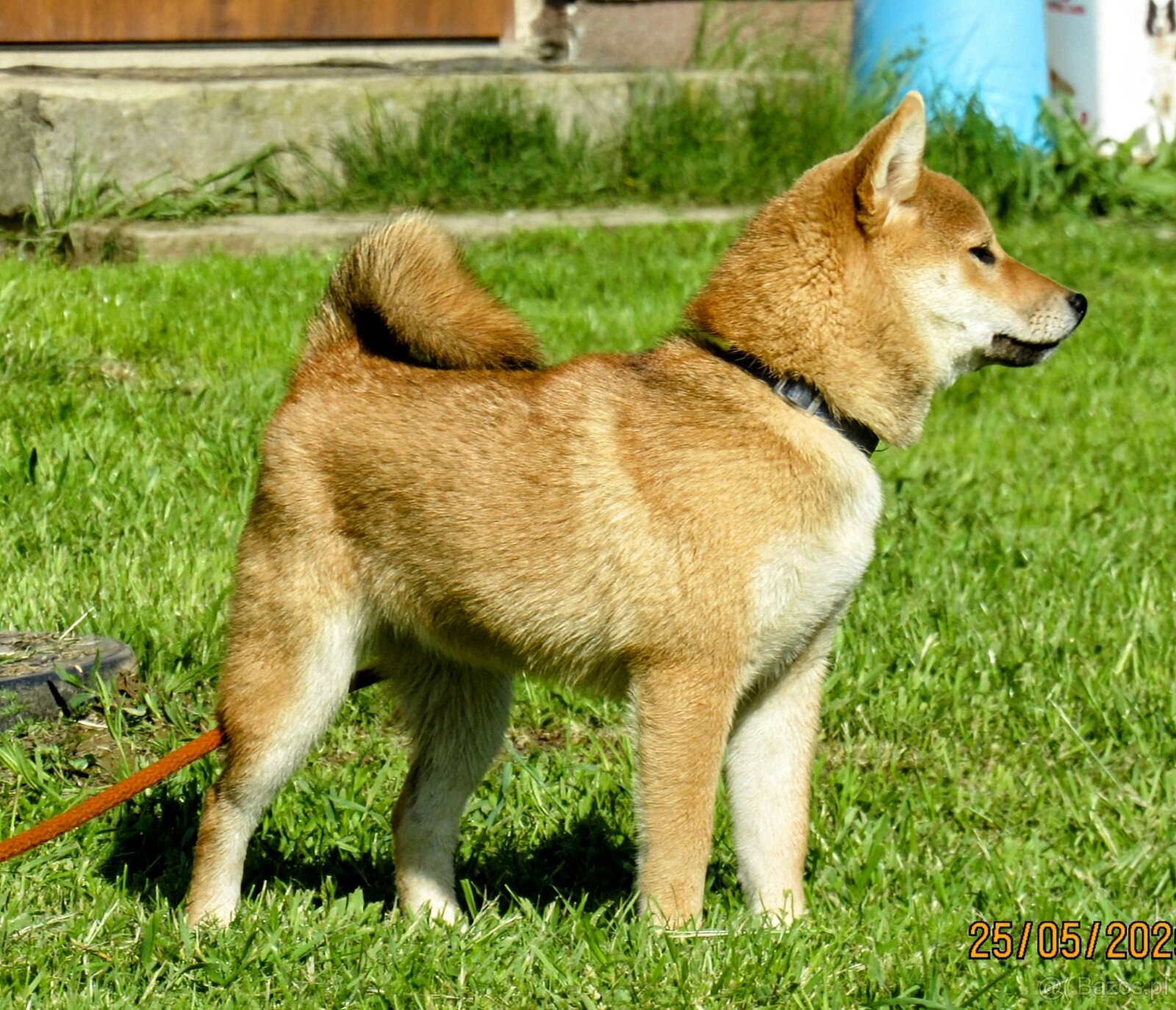 Shiba Inu czerwona, mała suczka o wielkim serduszku - 5