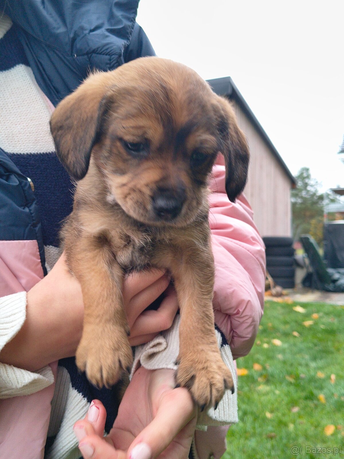 Szczeniaki za darmo piesek - 5