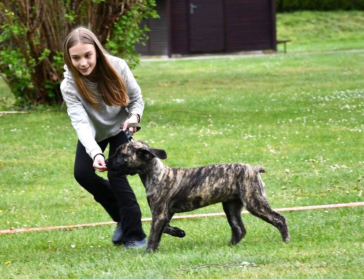 Boerboel - Szczeniak s rodowod FCI - 5