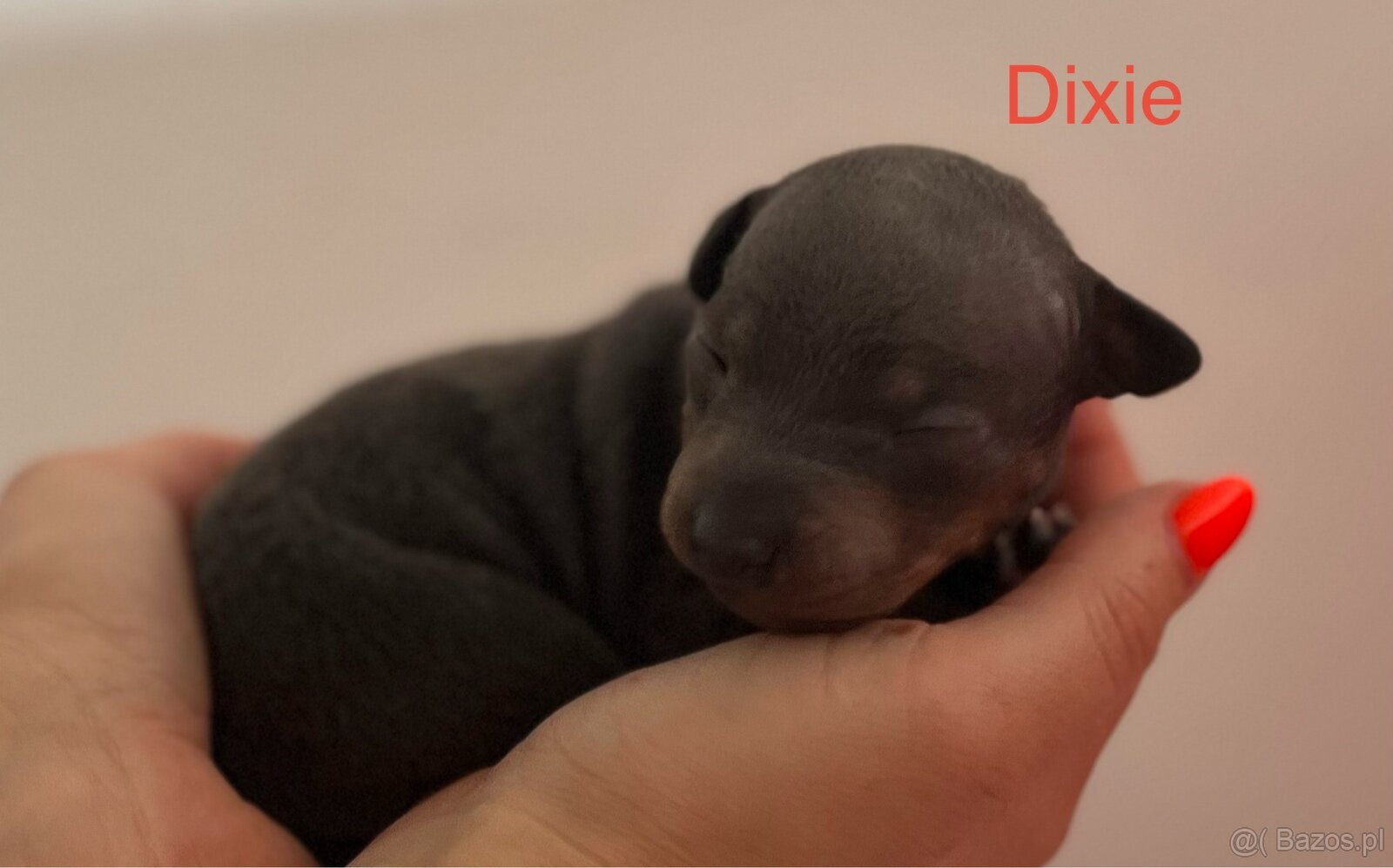 American Hairless Terrier z PP FCI - 5