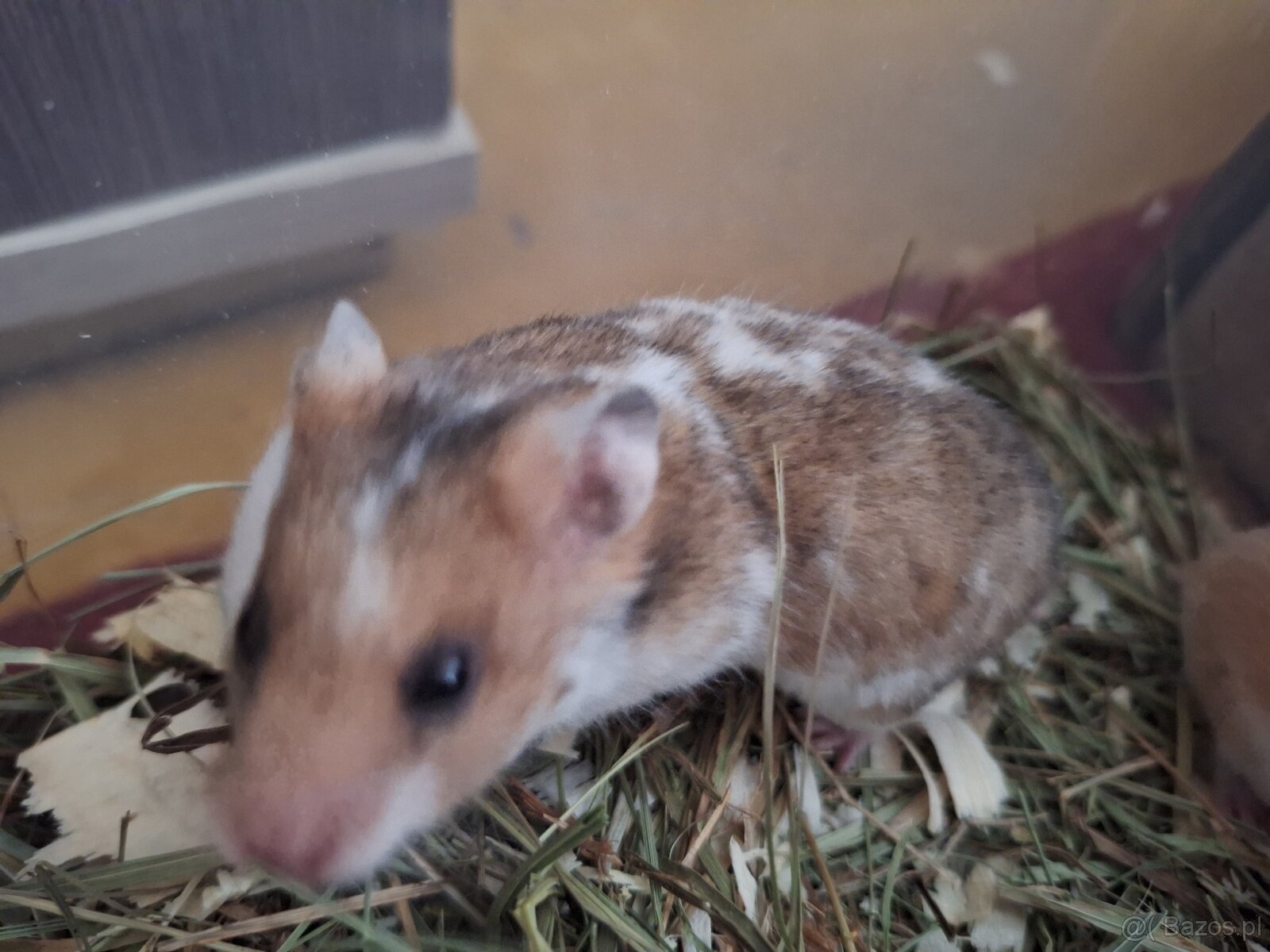 Chomiki Syryjskie 4 tygodniowe - 5