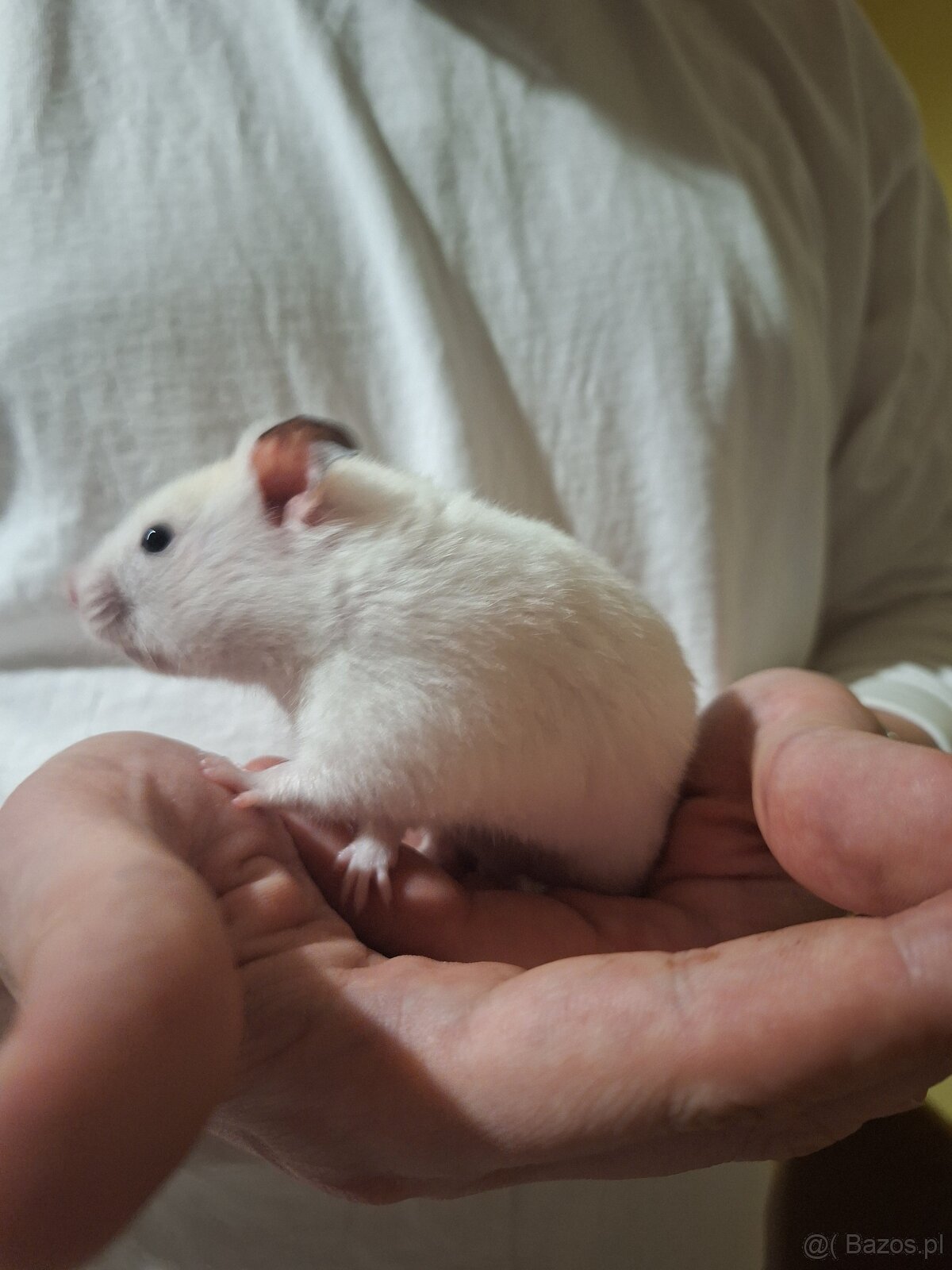 Chomik syryjski samiec Dorosły 4 miesięczny - 5