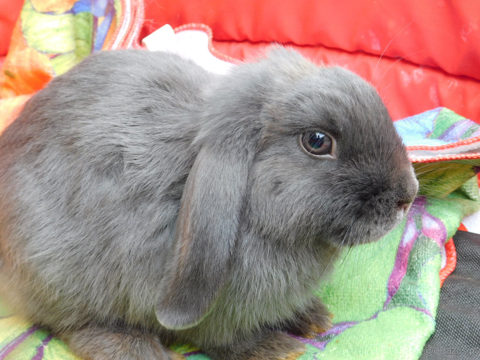 Niebieskie baranki mini lop - 5