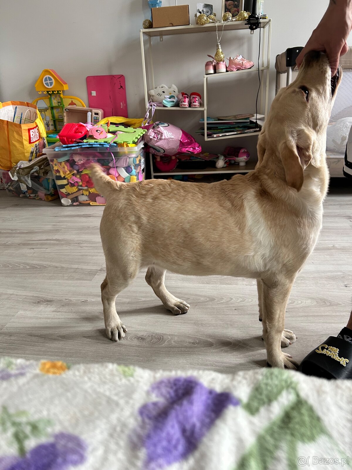 Sprzedam labladora suczkę - 5