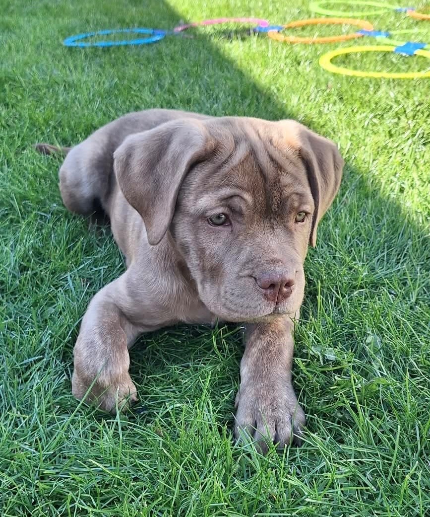 Szczeniaki Bandogi s rodokmenom VIP BANDOG KENNELS - 5