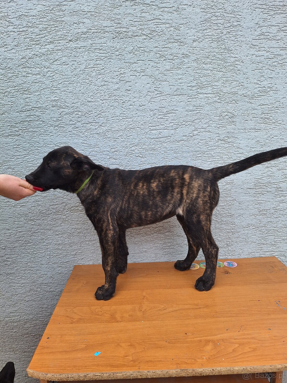 owczarek holenderski. - 5