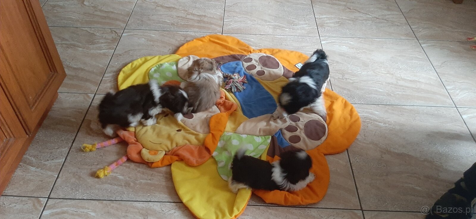 Shih-tzu małe rozrabiaki - 5