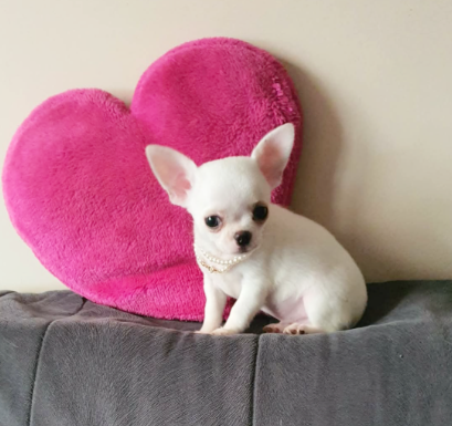 Chihuahua śliczne białe pieski - 5