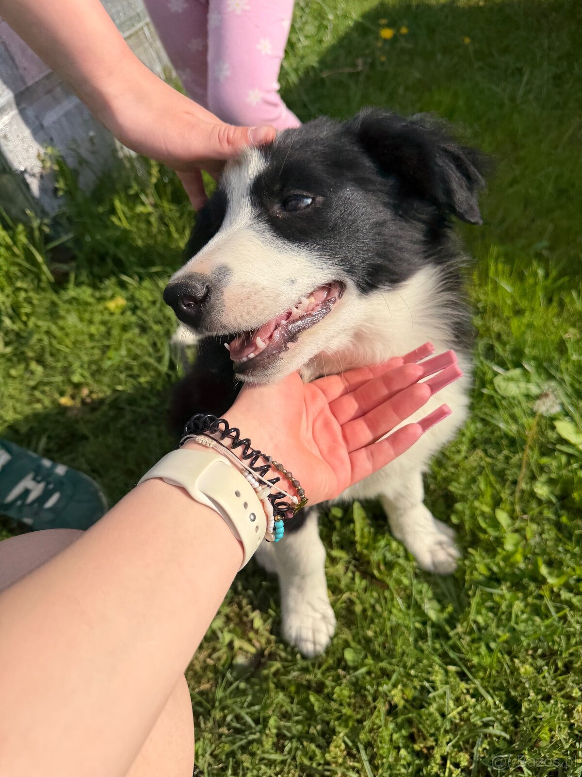 Piesek Border Collie - 5