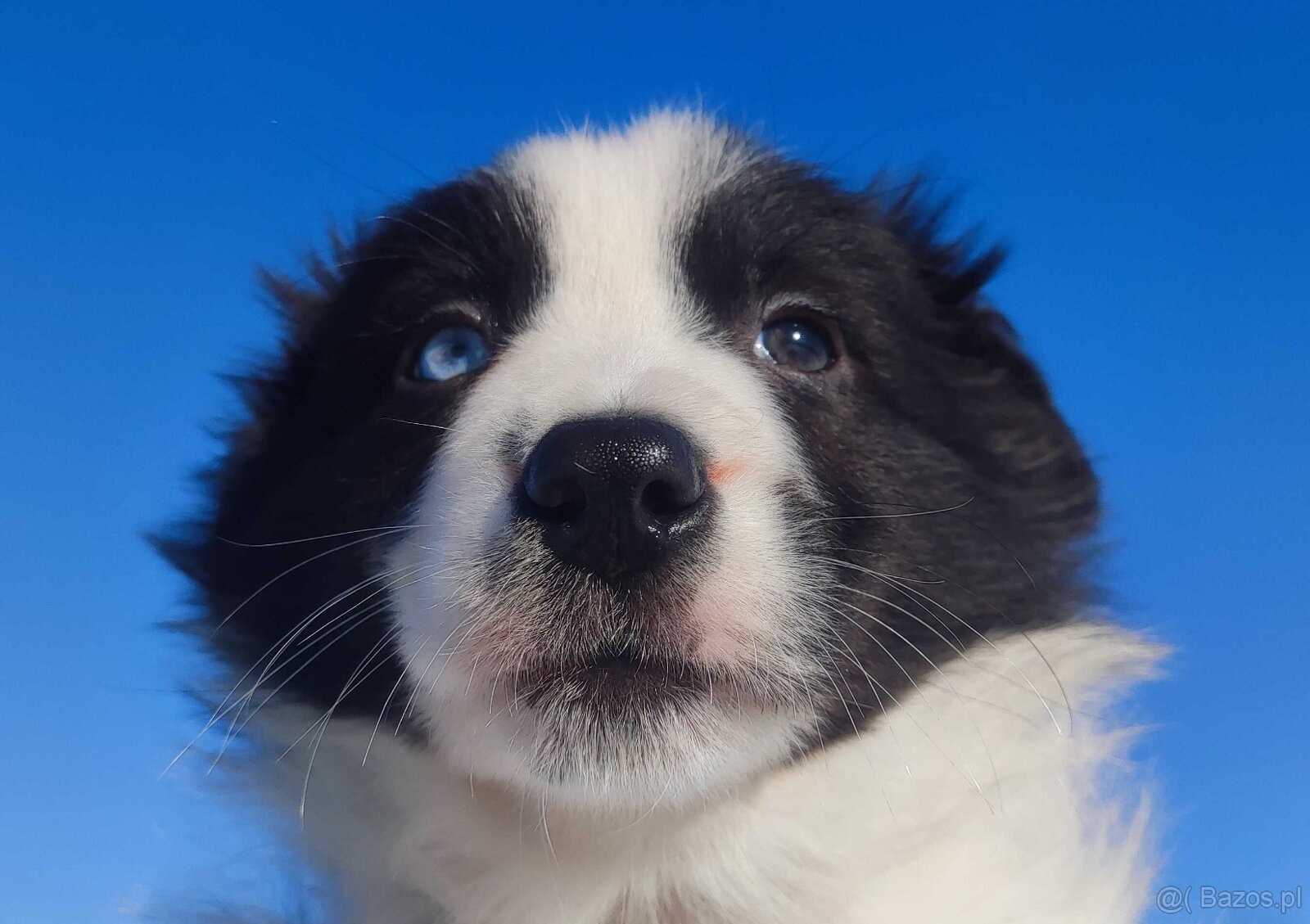 Rasowy BORDER COLLIE z prof. Hodowli, Pies z pełną dok. - 5