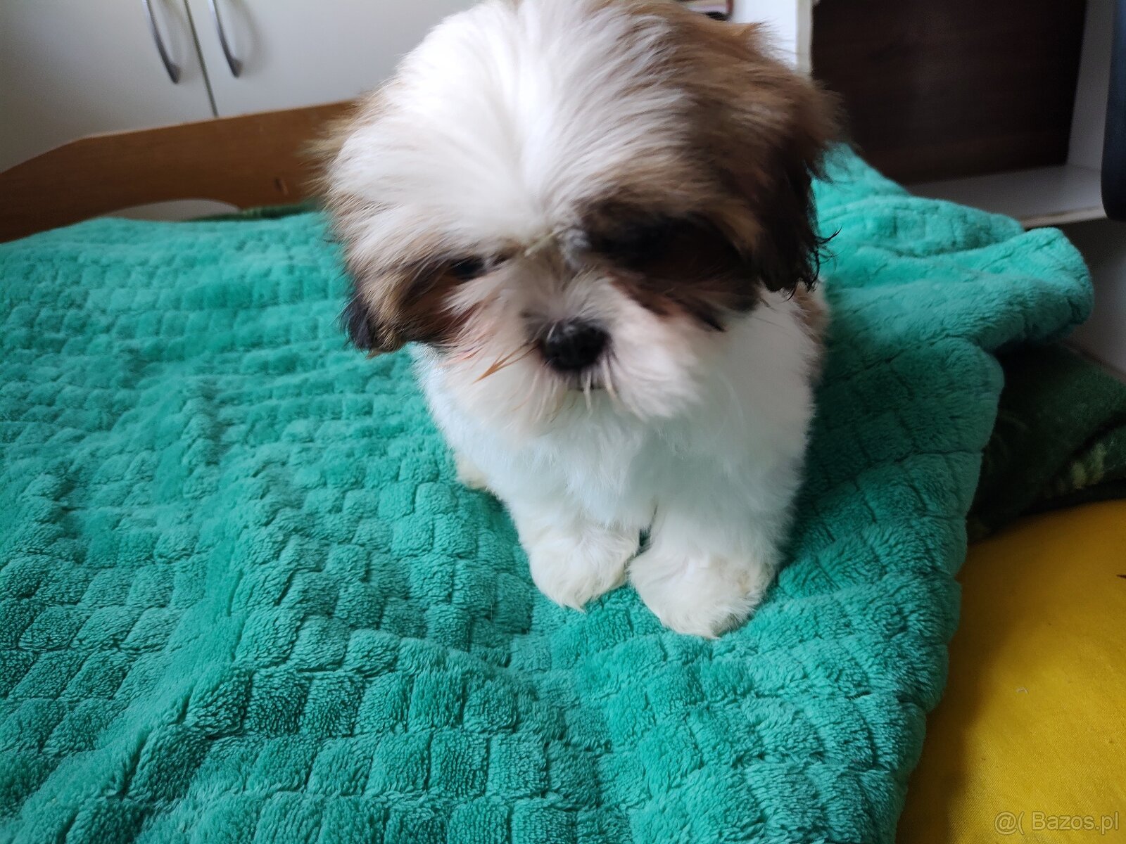 Suczka Shih-tzu - 5