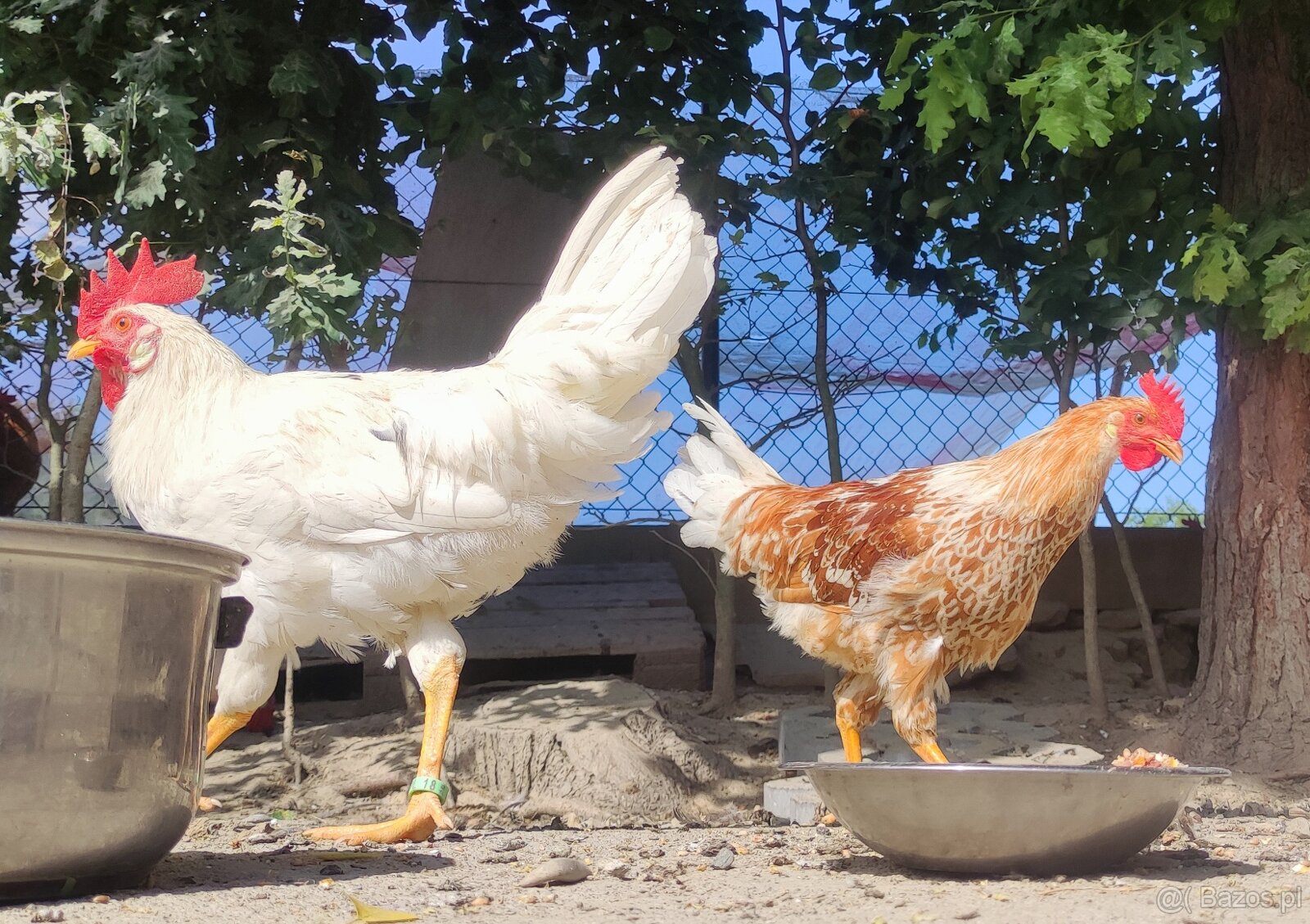 Kurczęta - Kurka Włoszka - Czystej Krwi - Różnobarwne Kury - 5