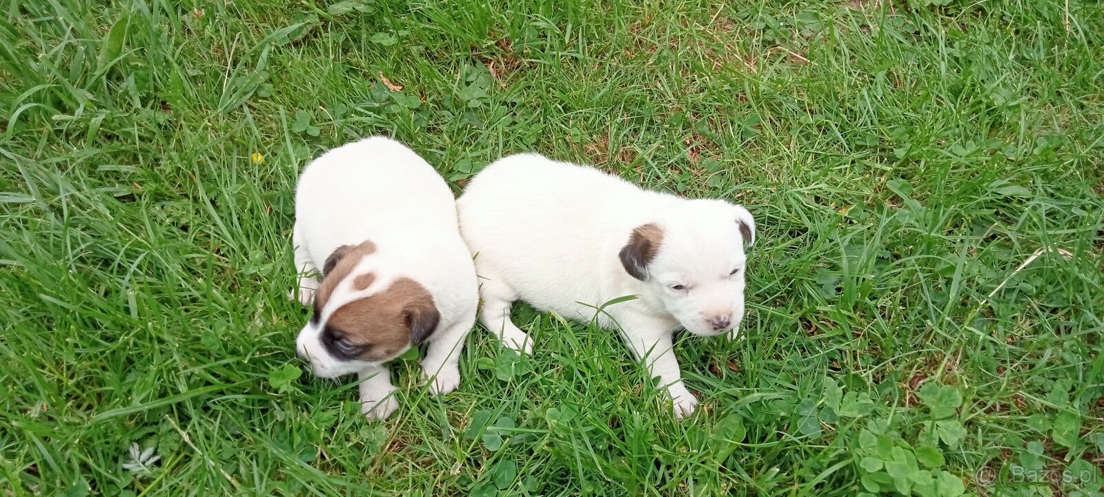 Jack Russell terrier - 5