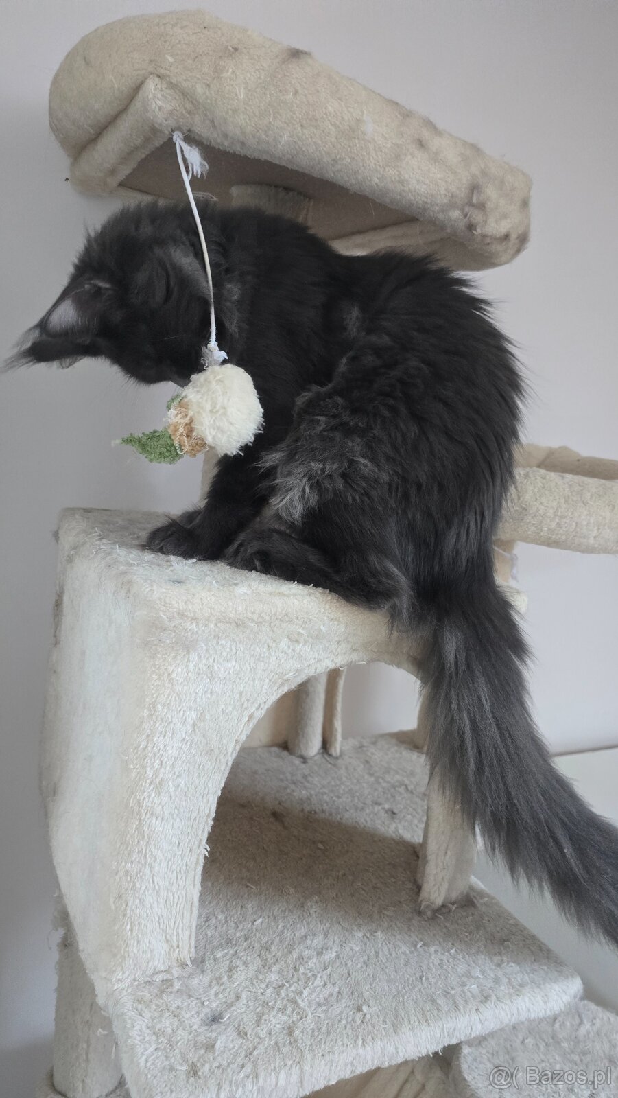 Maine coon - 5