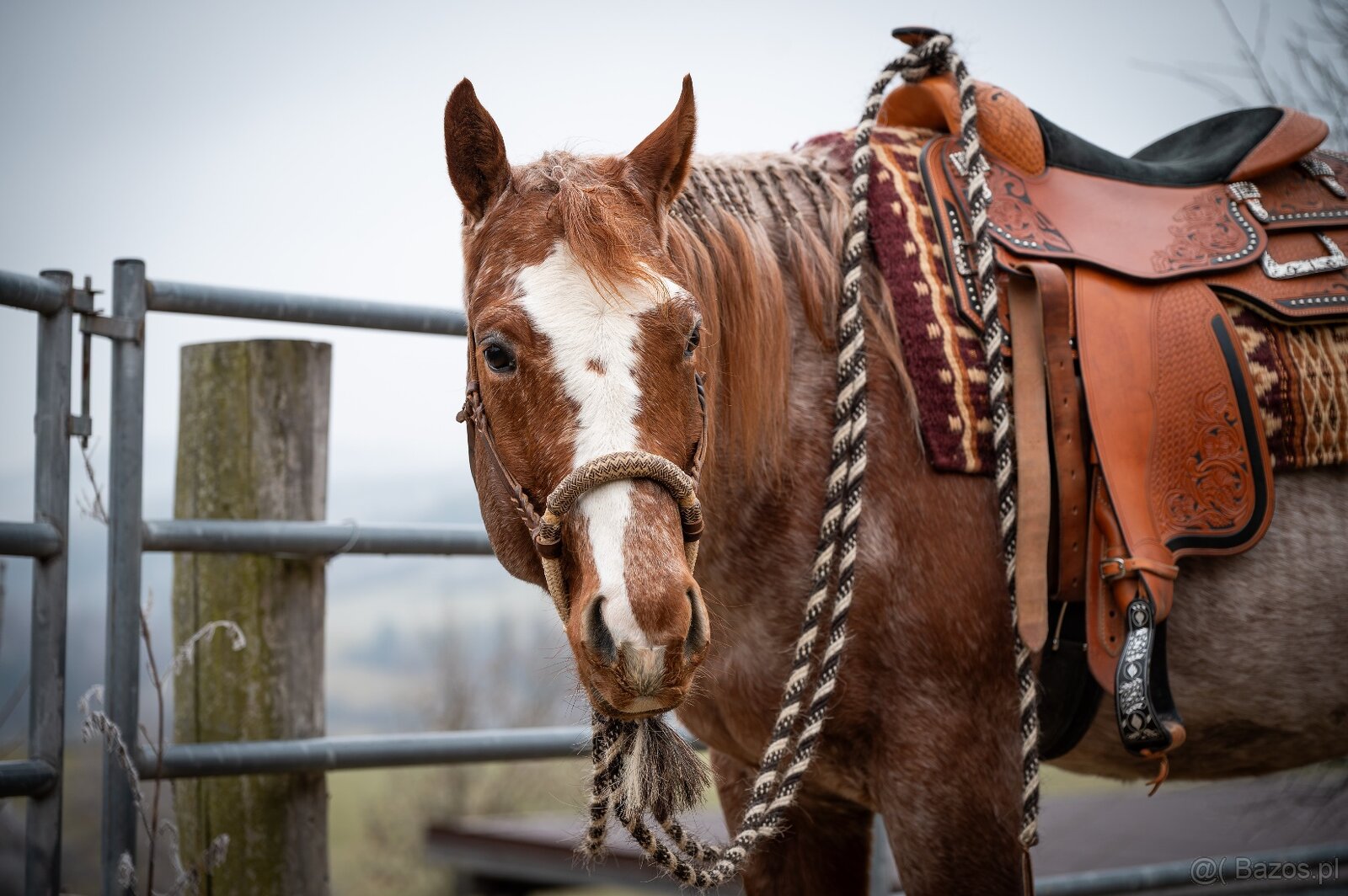 Připouštění QH hřebcem/Breeding by QH stallion (w. pleasure) - 5