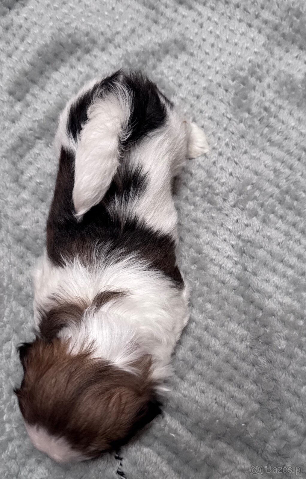 Shih Tzu samiec suka - 5